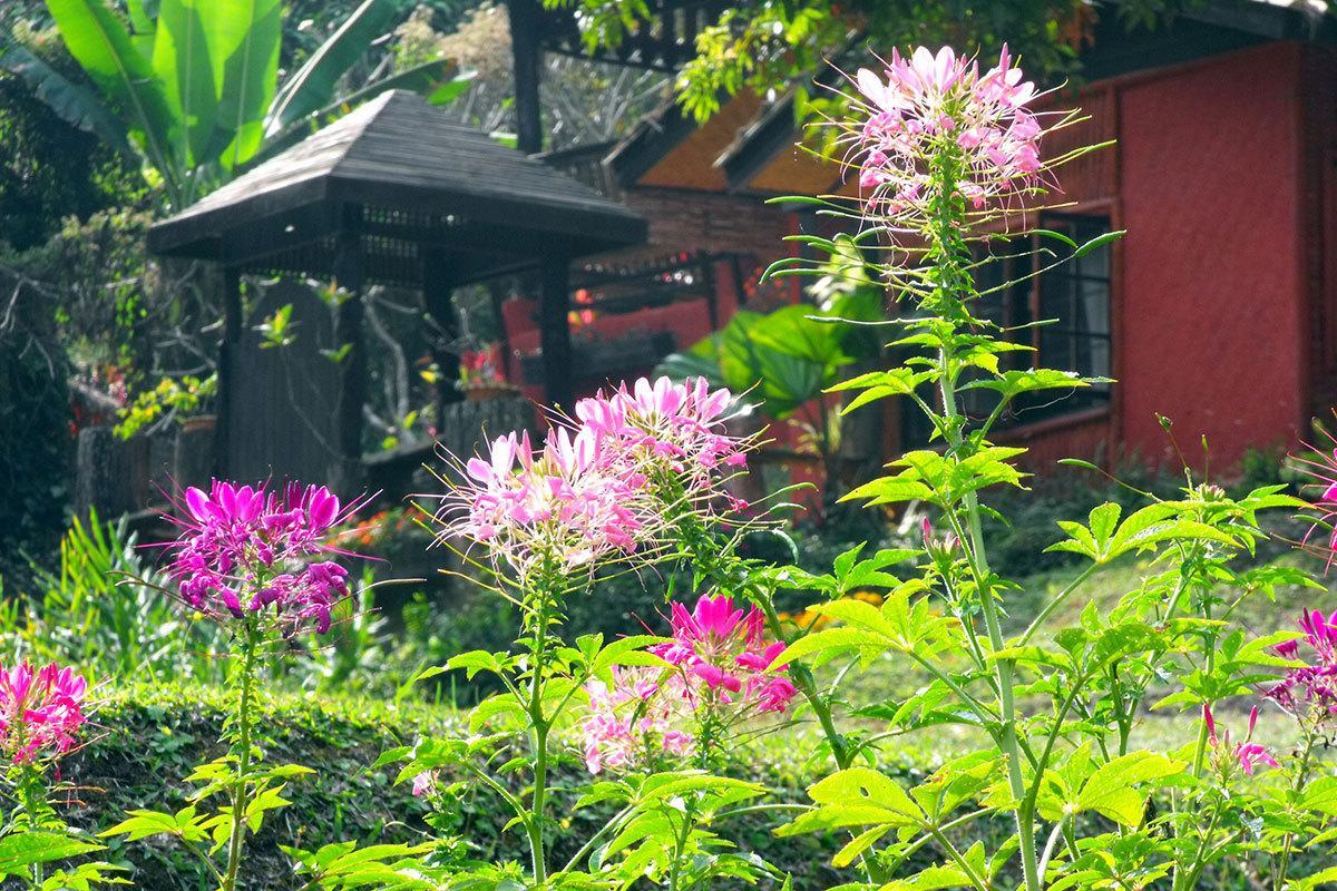 Mae Sa Valley Garden Resort Chiang Mai Zewnętrze zdjęcie
